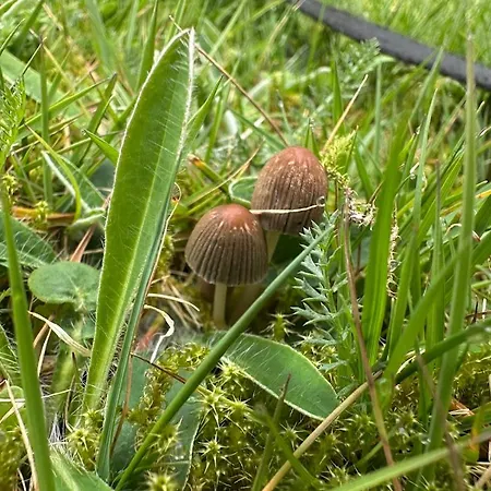 לינה וארוחת בוקר Baekkely *